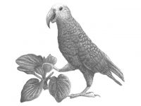 <em>Nestor chathamensis</em>, the extinct Chatham Islands parrot.