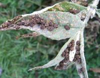 Buddleia leaf weevil. Image - Scion