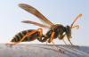 <b>Asian paper wasps (<em>Polistes chinensis antennalis</em>)</b>: which are distinguishable from <em>Vespula</em> by have a different pattern of colouration on the abdomen. Paper wasps do not hold their legs close to their body, so when they fly they have "long dangly legs". Paper wasp nests are found above the ground and are not enclosed, so you can see into the cells (unlike <em>Vespula</em> nests where the layers of cells are enclosed in an envelope).