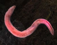 Oligochaete species 2 worm