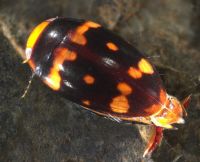 Dytiscid beetle
