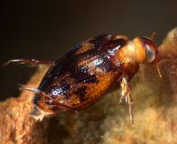 Halipid beetle