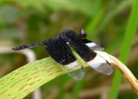 Neurothemis species 2 adult (Libellulid) dragonfly