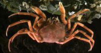 <em>Halicarcinus</em> crabs