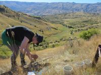 Landcare Research intern Moana Meyer helping bury the tea bags. Image: Lily Burrows. 