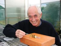 Scientist Lindsay Smith with barberry seed weevils that are being used in Southland to control Darwin’s barberry 