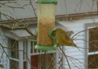 Greenfinch at seed-feeder. Image – Claire Chiminello
