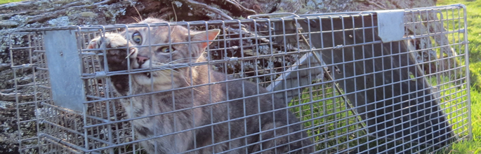 Feral cat captured in a predator control operation. Image - Rod Dickson 