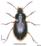 Lecanomerus sharpi