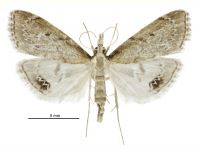 Clepsicosma iridia (female). Crambidae: Schoenobiinae. Endemic