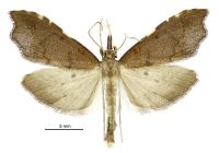 Deana hybreasalis (male). Crambidae: Spilomelinae. Endemic