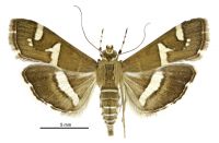 Spoladea recurvalis (female). Crambidae: Spilomelinae. Immigrant / adventive