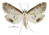 Clepsicosma iridia (male). Crambidae: Schoenobiinae. Endemic