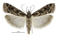 Eudonia illota (female). Crambidae: Scopariinae. Endemic