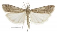 Eudonia axena (male). Crambidae: Scopariinae. Endemic