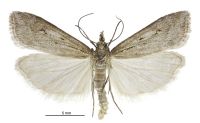 Eudonia axena (male). Crambidae: Scopariinae. Endemic