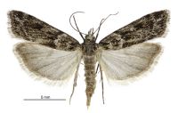 Eudonia cyptastis (female). Crambidae: Scopariinae. Endemic