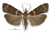 Eudonia leucogramma (female). Crambidae: Scopariinae. Endemic