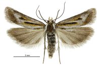 Scoparia s.l. subita (female). Crambidae: Scopariinae. Endemic