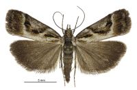 Eudonia hemicycla (male). Crambidae: Scopariinae. Endemic