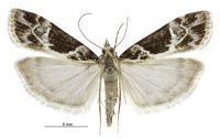 Eudonia melanaegis (female). Crambidae: Scopariinae. Endemic