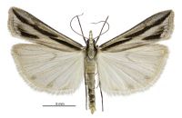 Eudonia trivirgata (male). Crambidae: Scopariinae. Endemic