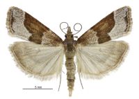 Eudonia feredayi (male). Crambidae: Scopariinae. Endemic