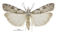 Scoparia halopis (female). Crambidae: Scopariinae. Endemic