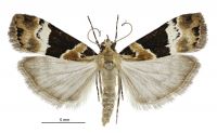Eudonia aspidota (male). Crambidae: Scopariinae. Endemic