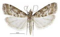 Eudonia dochmia (male). Crambidae: Scopariinae. Endemic