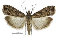 Eudonia submarginalis (female). Crambidae: Scopariinae. Endemic