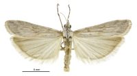 Delogenes limodoxa (male). Pyralidae: Phycitinae. Endemic