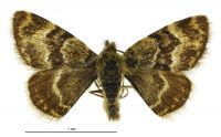 Notoreas blax (male). Geometridae: Larentiinae. 