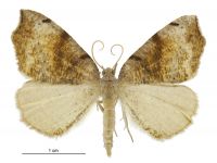 Sestra flexata (male). Geometridae: Ennominae. 