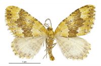 Asaphodes prasinias (male). Geometridae: Larentiinae. 