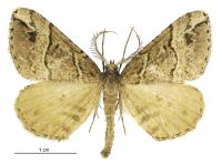 Pseudocoremia melinata (male). Geometridae: Ennominae. 