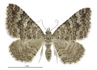 Helastia semisignata (female). Geometridae: Larentiinae. 