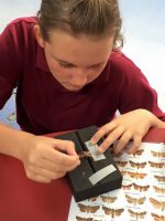 Pinning moths. Image © Rachel O'Connell, Clutha Valley Primary School