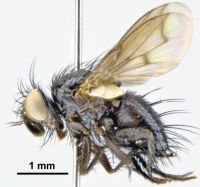 Dexiinae Uclesiella.