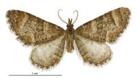 Pasiphila erratica (male). Geometridae: Larentiinae. 