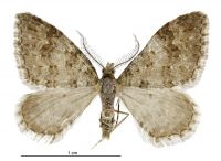 Helastia plumbea (male). Geometridae: Larentiinae. 