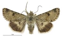 Australothis volatilis (male). Noctuidae: Heliothinae. 