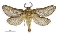 Aoraia flavida (male). Hepialidae: . 