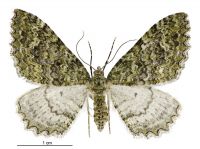 Austrocidaria umbrosa (female). Geometridae: Larentiinae. 