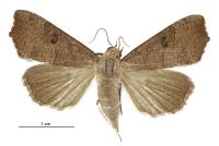 Anomis involuta (female). Erebidae: Scoliopteryginae. Irregular migrant to New Zealand