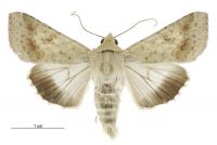 Helicoverpa punctigera (male). Noctuidae: Heliothinae. Irregular migrant to New Zealand