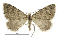 Helastia scissa (female). Geometridae: Larentiinae. 