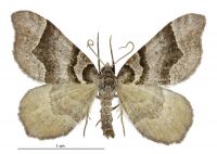 Helastia triphragma (male). Geometridae: Larentiinae. 