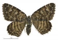 Dasyuris hectori (female). Geometridae: Larentiinae. 