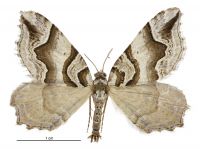 Helastia angusta (male). Geometridae: Larentiinae. 